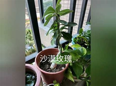 西曬陽台樹木|【西曬陽台樹木】西曬陽台樹木救星！7種強陽光戰士陪你涼爽一。